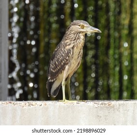 Black-Crowned Night Heron (Nycticorax Nycticorax) 