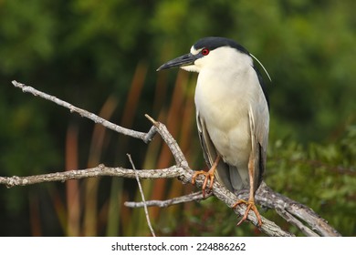 Black-crowned Night Heron (Nycticorax Nycticorax)