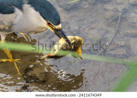 Black-crowned night heron (Nycticorax nycticorax) eating a duckling.