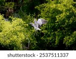 A black-crowned night heron (Nycticorax nycticorax) in flight in a green forest