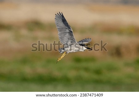 Black-crowned Night Heron (Nycticorax nycticorax) flying over a wetland. Karatas Lake, Burdur, Turkey.
