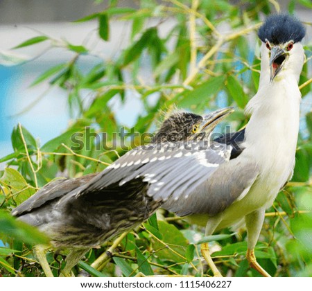 Black-crowned Night Heron (Nycticorax nycticorax) is a medium sized heron distributed around the world. Capable of bait fishing, it is seen using floating bread to lure fish into its striking range.