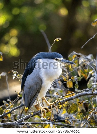 Black-crowned Night Heron, Nycticorax n. nycticorax, stands on a dry branch and observes the surroundings. Foto stock © 