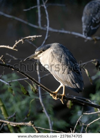 Black-crowned Night Heron, Nycticorax n. nycticorax, stands on a dry branch and observes the surroundings. Foto stock © 