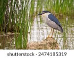 Black-crowned Night Heron, Nycticorax nycticorax, in wetland during spring. Also known as black-capped night-heron.