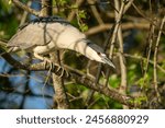 Black-crowned Night Heron Perched in a tree
