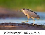 Black-crowned night heron walking in the mud with soft background of lake and green reeds and warm sunset light on a summer evening in the wetland.