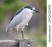 Black-crowned Night-Heron adult foraging in breeding season. Palo Alto Baylands, Santa Clara County, California, USA.