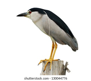 Black-crowned Night-Heron on white background.(Nycticorax nycticorax)