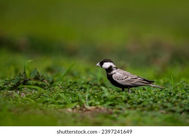 Black-crowned sparrow-lark, Eremopterix nigriceps, Saudi Arabia