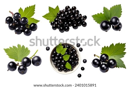 Blackcurrant black currant cassis Ribes nigrum, many angles and view side top front group bunch isolated on white background cutout file. Mockup template for artwork graphic design