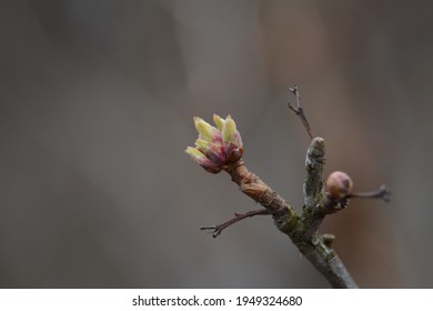 Blackcurrant Buds Turned Green In Spring