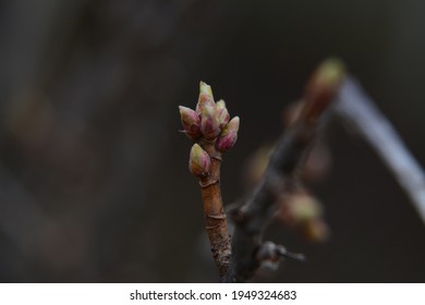 Blackcurrant Buds Turned Green In Spring