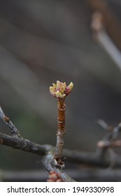 Blackcurrant Buds Turned Green In Spring