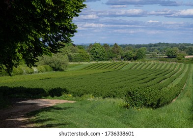 Blackcurrant Field In Spring In Herefordshire, UK.
