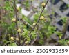 black currant buds
