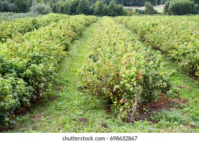 Blackcurrant Growing In A Field