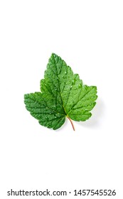 Blackcurrant Leaf Isolated On White Backround