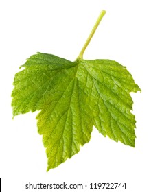 Blackcurrant Leaf On A White Background Is Shown In The Picture.