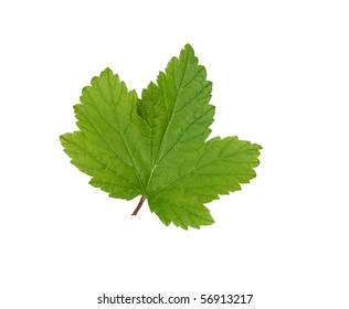 Blackcurrant Leaf On A White Background Is Shown In The Picture.