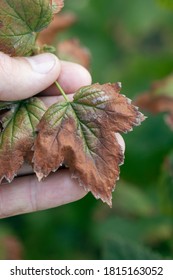 Blackcurrant Leaves Damaged By Fungal Disease Fusarium Or Verticillium Wilt