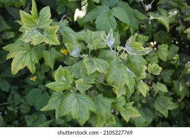 Blackcurrant Plant Disease. Blackcurrant Leaves Infected By Fungal Disease Anthracnose, Blight, Mildew.