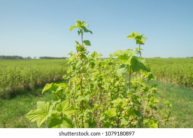 Blackcurrant (Ribes Nigrum) Growing In A Field