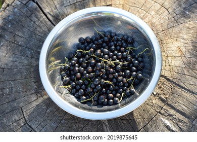 Blackcurrant (Ribes Nigrum) In A Metal Bowl On A Tree Stump