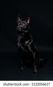 Blackdog Dog Germanshepherddog Germanshepherd Black