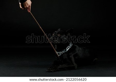 Blackdog Dog Germanshepherddog Germanshepherd Black