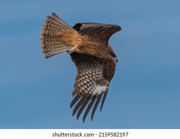 A Black-eared Kite Begins To Swoop