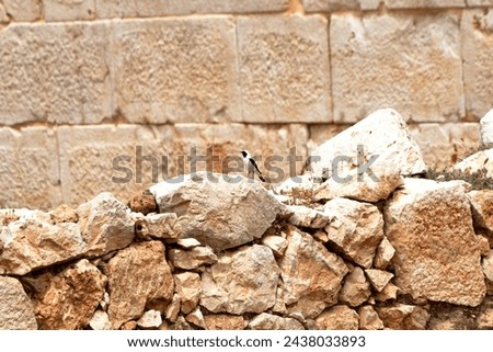 Black-eared Wheatear (Oenanthe melanoleuca) perched on the ruins in the ancient city of Patara. Spring migration of birds has begun. Animal. Ornithology. No people, nobody. Horizontal photo. 