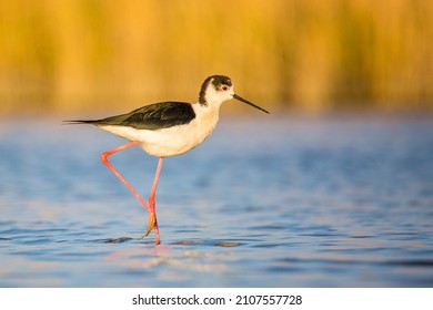 blacked winged stilt searching for food in a small pond in southern france - Powered by Shutterstock