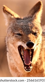 Blacked-backed jackal yawning at sunset