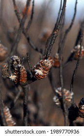 Blackened Australian Native Conestick Petrophile Pulchella Seed Pod Releasing Seeds Following A Bushfire In Sydney Woodland, NSW, Australia