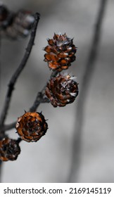 Blackened Australian Native Conestick Petrophile Pulchella Seed Pod Releasing Seeds Following A Bushfire In Sydney Woodland, NSW, Australia