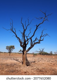 Blackened Burnt Acacia Tree In Semidesert Habitat, Australia