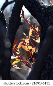 Blackened burnt bark and new growth from epicormic buds on a Eucalyptus gum tree following a bushfire in NSW, Australia. A fire adaptive trait allowing regeneration. 