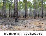 Blackened forest floor and pine trees after a controlled burn cleared the land in South Carolina.