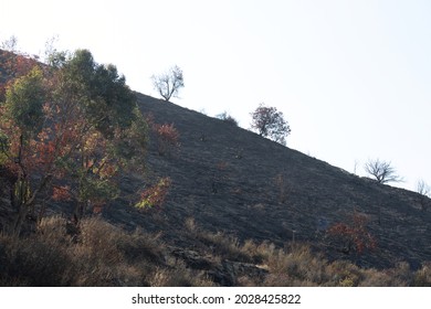 Blackened Hill In The Aftermath Of California Wildfire