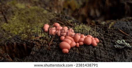 The blackened stump, adorned with delicate moss, is home to clusters of parasitic fungi that resemble pink peas. The texture of the wood creates a rustic backdrop that captures the beauty of nature.