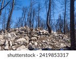 Blackened tree trunks stand among white rocks after a forest fire
