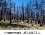 Blackened trees stand amid green recovery in a post-wildfire landscape during a clear blue sky in a forested area