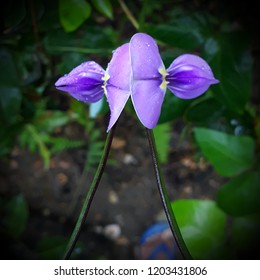 Blackeye Pea Flower