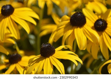  black-eyed Susan flowers have a single row of gold petals surrounding a black or brown center
