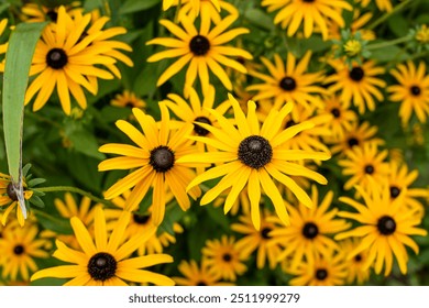 Black-eyed susan flowers . Rudbeckia bushes blooming in the garden - Powered by Shutterstock