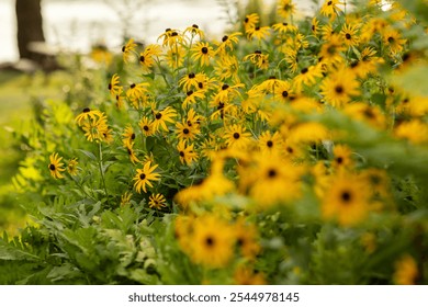 black-eyed susan flowers in the summer - Powered by Shutterstock