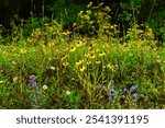 Black-eyed Susan, Ox-eye daisy and other wildflowers along the Highland Scenic Highway, Pocahontas County, West Virginia, USA