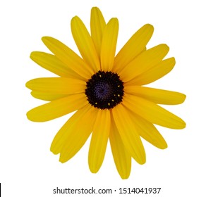 Black-eyed Susan – Rudbeckia hirta flower