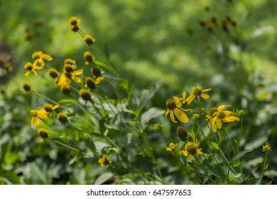 Blackeyed Susan Rudbeckia Hirta Gloriosa Daisy Stock Photo 647597653 ...